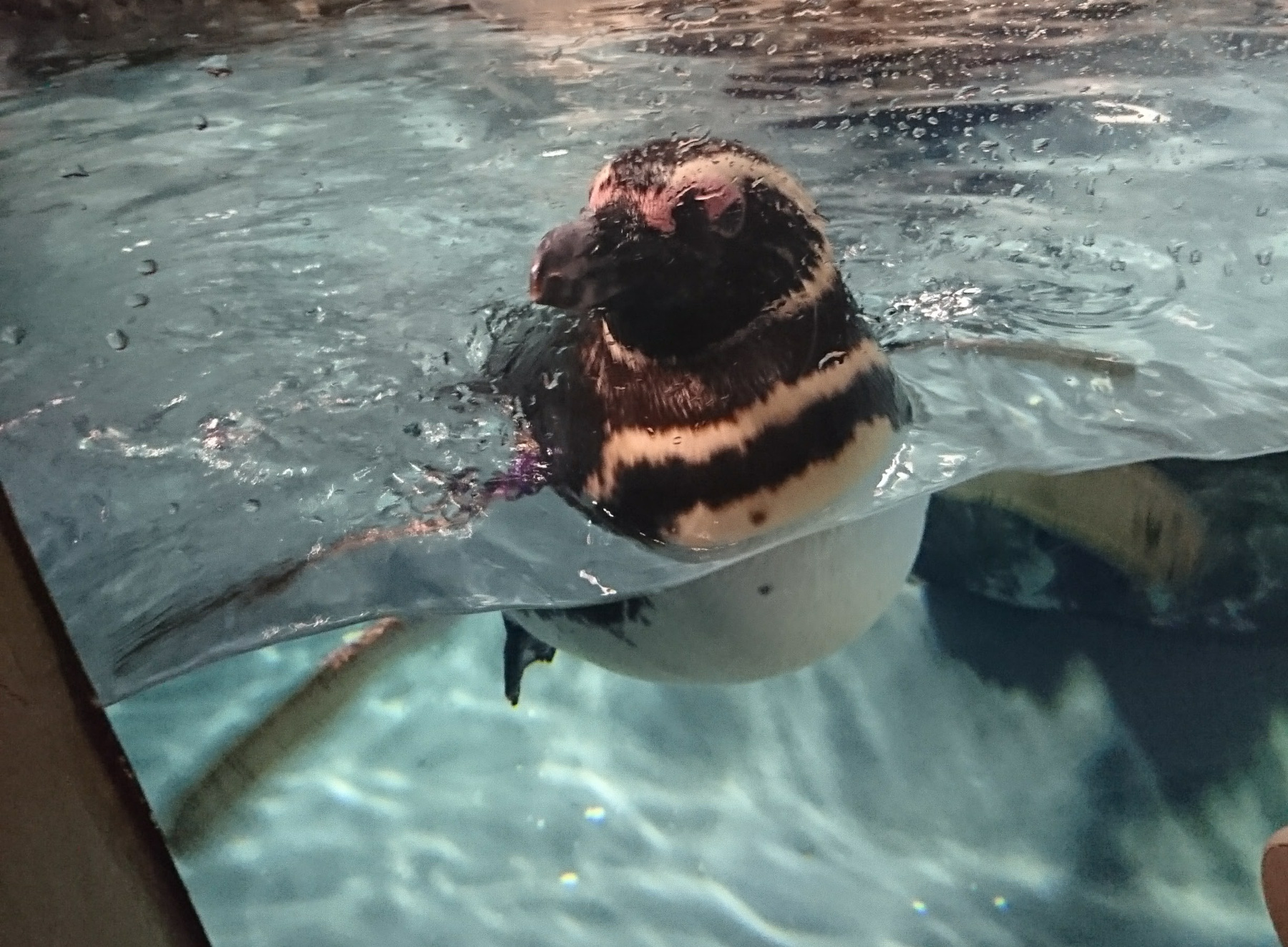 すみだ水族館_ペンギン